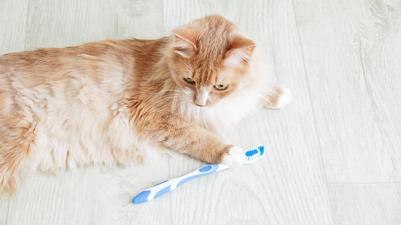 You Should Be Brushing Your Cat’s Teeth Daily — Here’s How