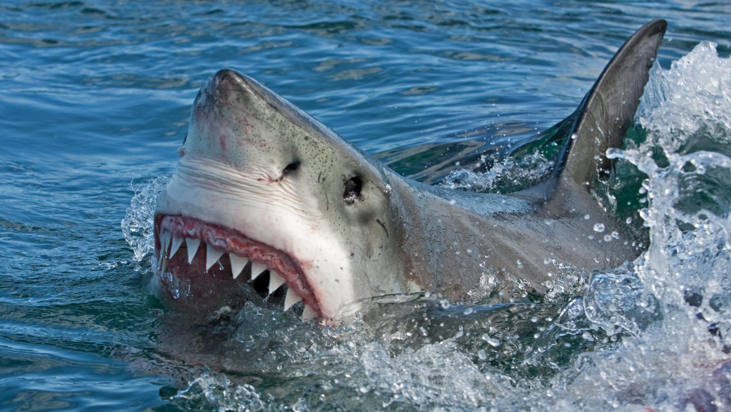11 Terrifying Things You Never Knew About the Ocean