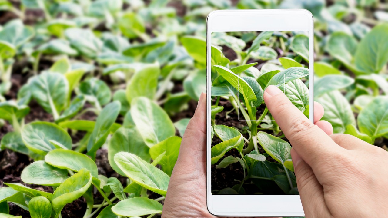 4 Tech Hacks That Can Help Keep Your Plants Alive