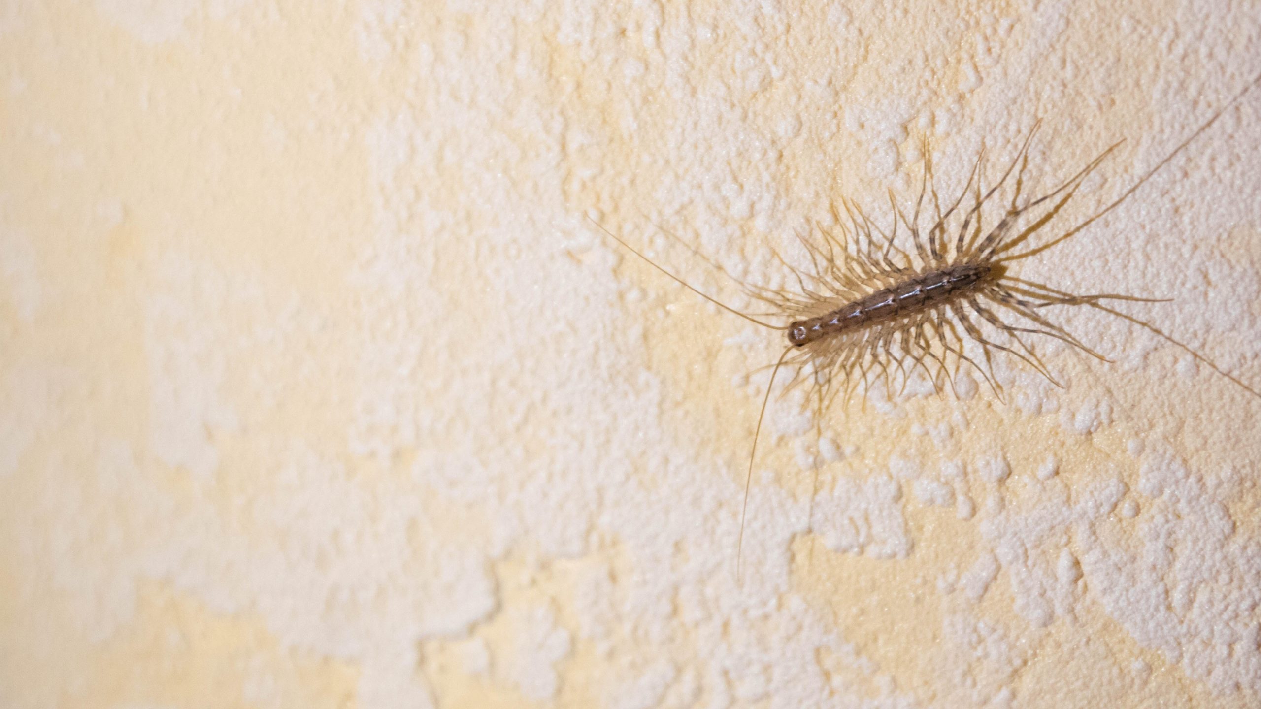 You Should Stop Killing House Centipedes (But How to Get Rid of Them, If  You Must)