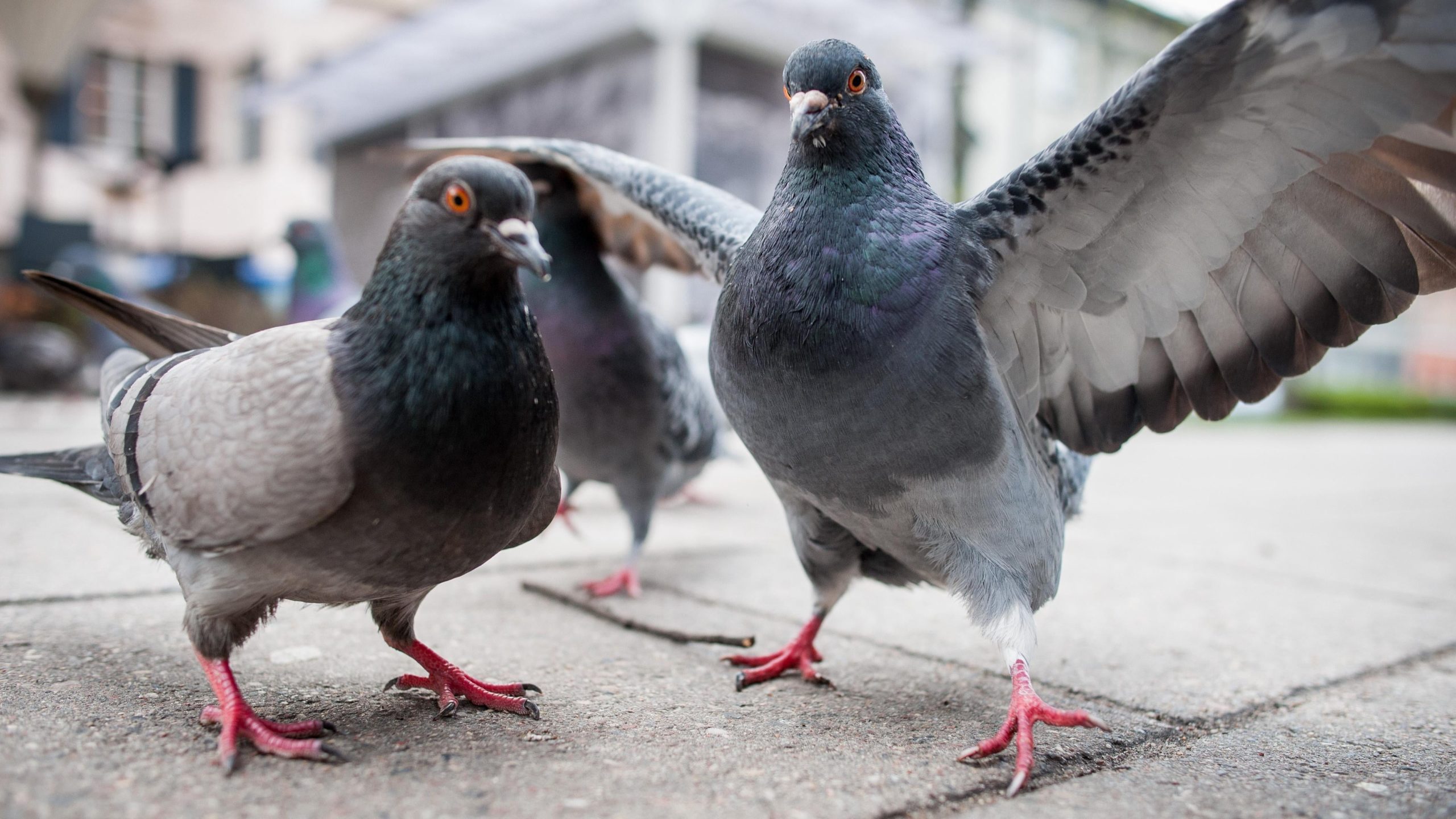 How to Get Rid of a Bunch of Arsehole Pigeons