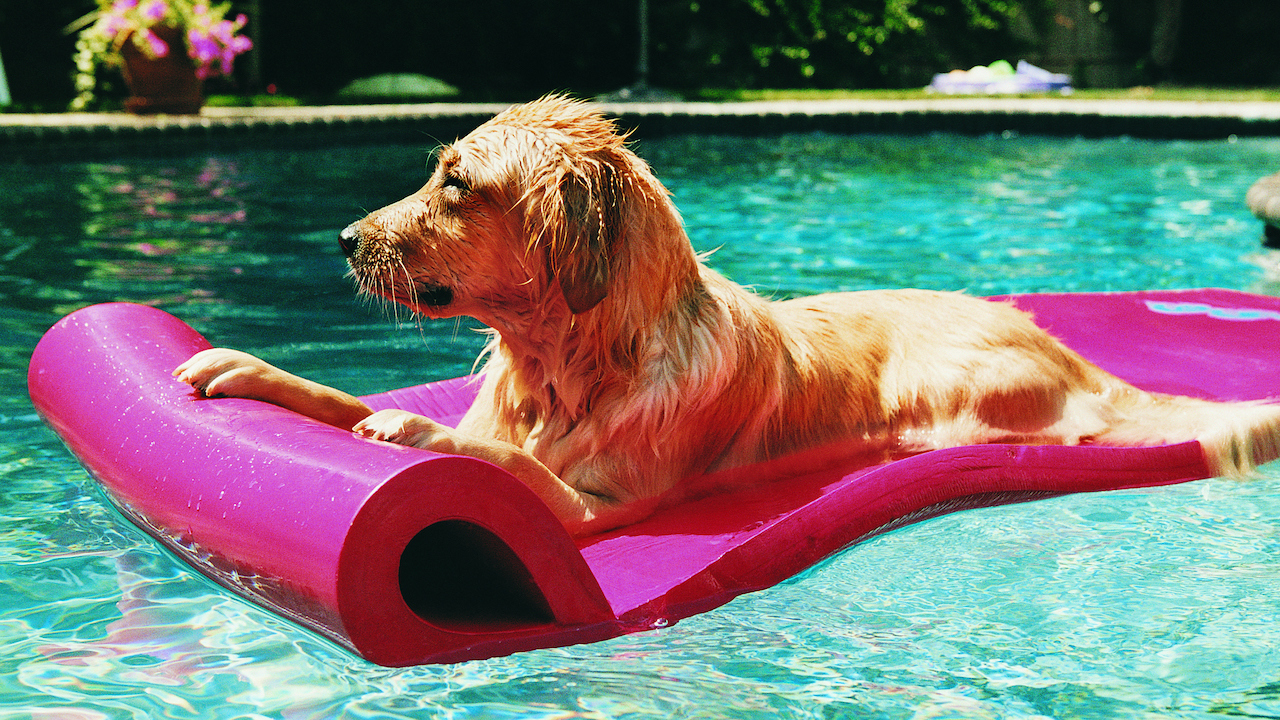 The Signs Your Dog Is Suffering from the Summer Heat