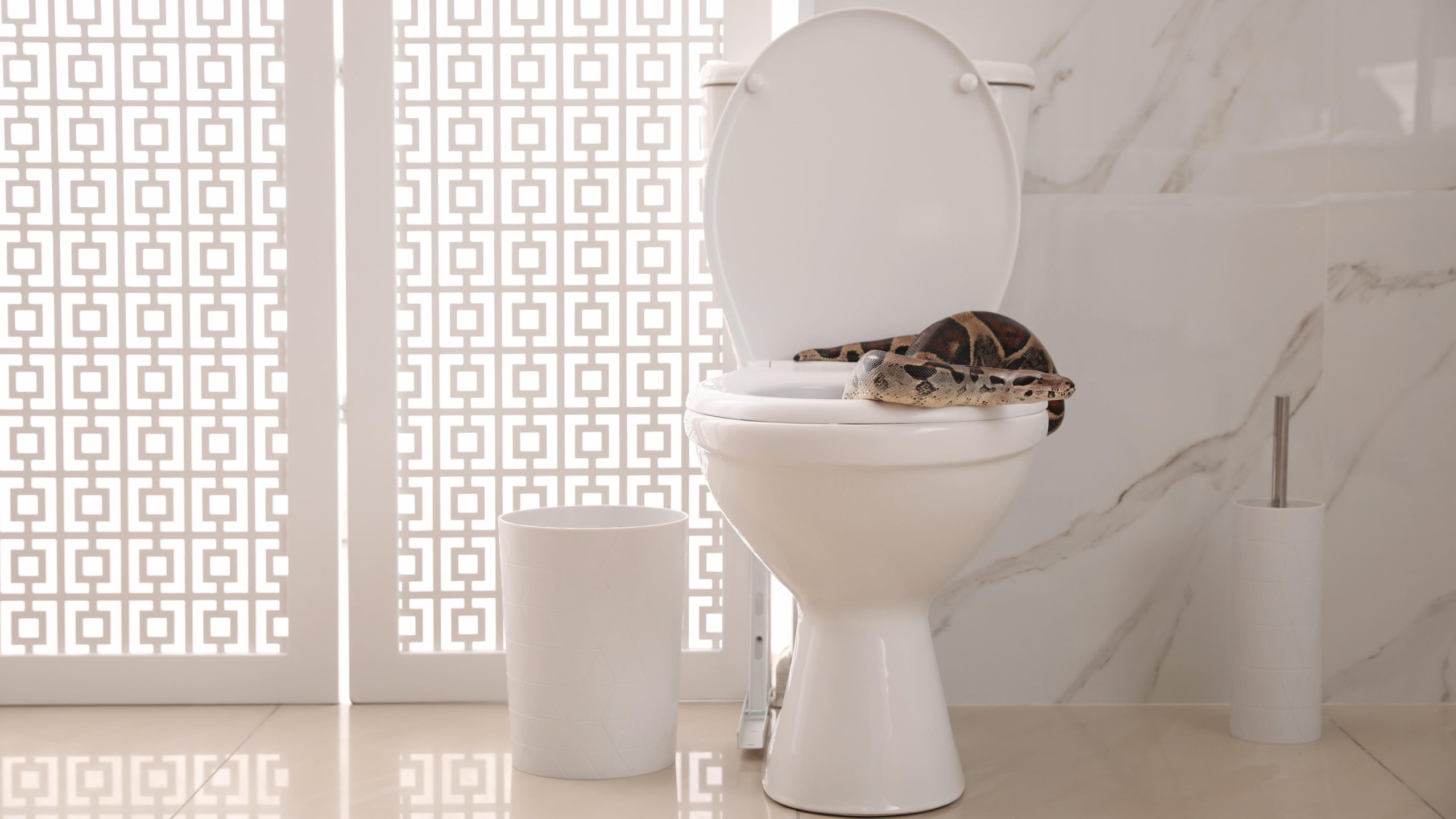 How Often Do Snakes, Rats, and Spiders Really Crawl Up Your Toilet Pipes? (And How to Stop Them)