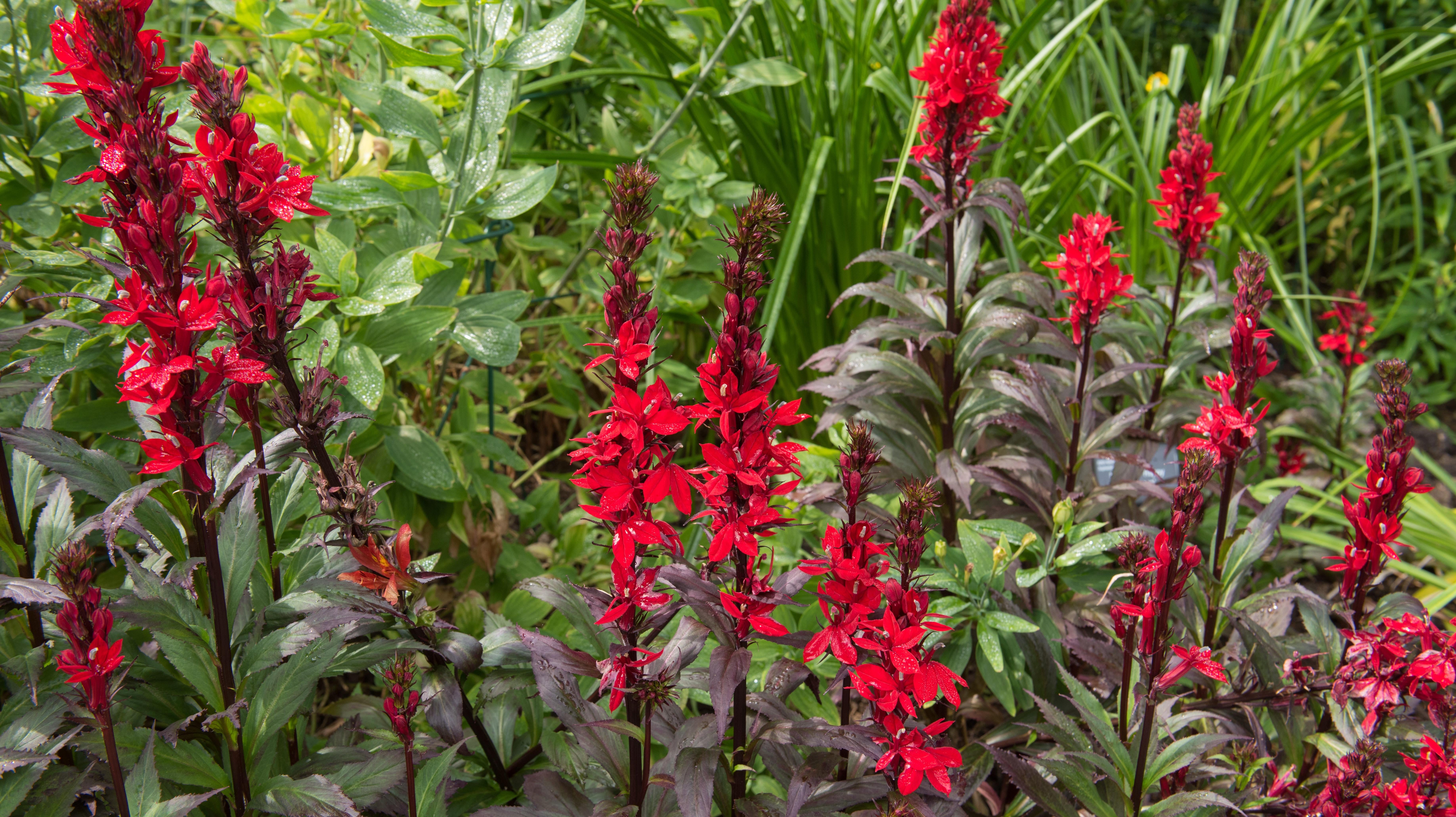 These Flowering Plants Are Able to Grow in Wet, Poorly Drained Soil