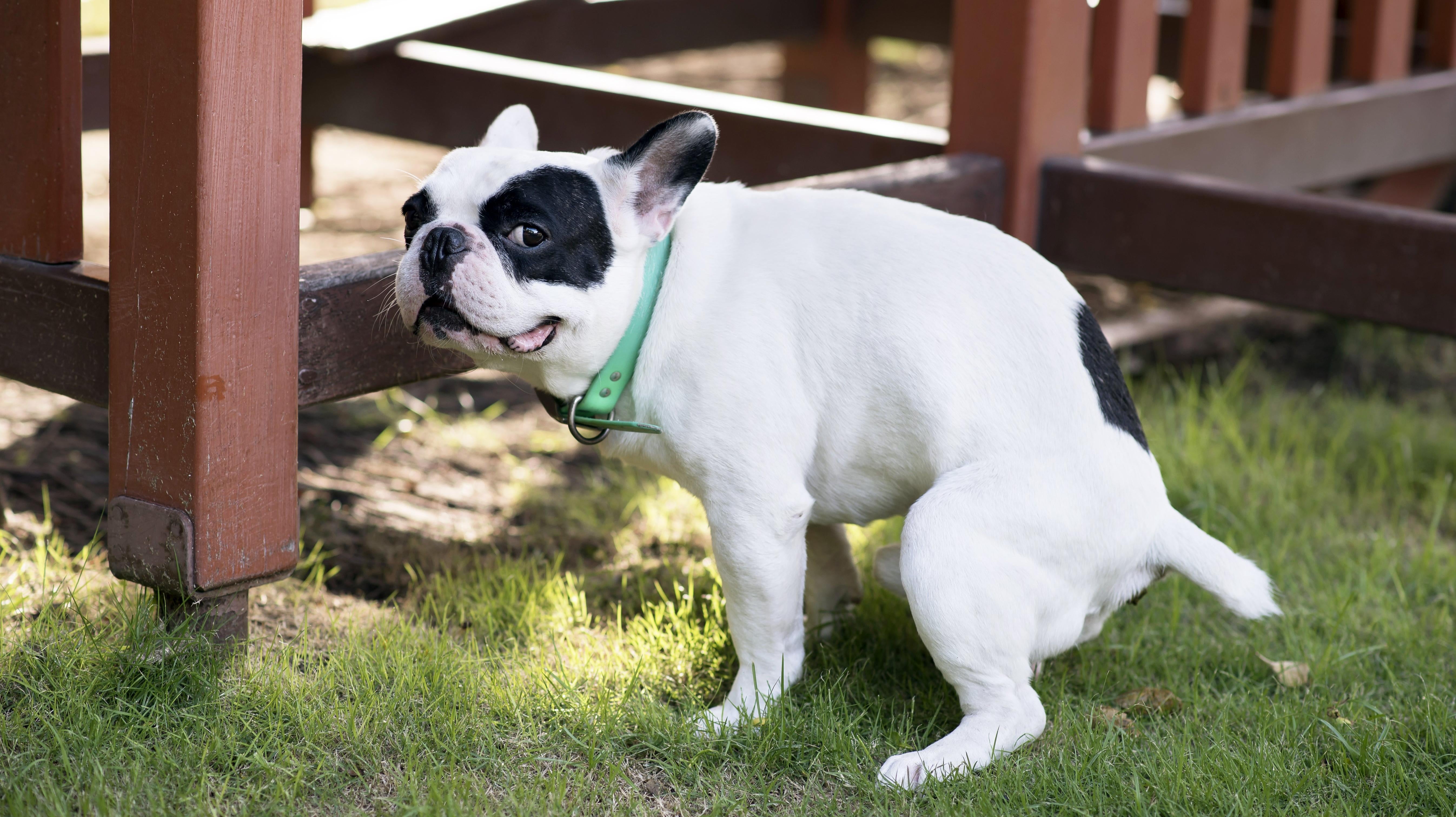 Why Your Dog Eats Poop (and How to Get Them to Stop)